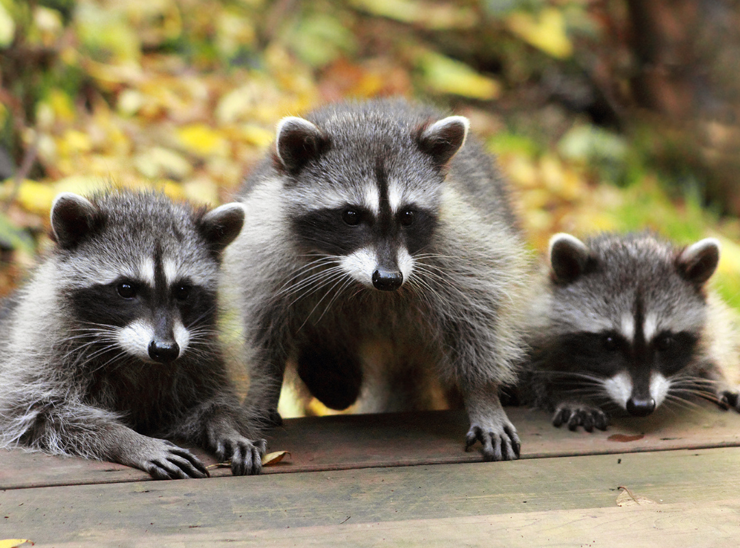 Raccoon Media Group adopts 1,500 raccoons for Surrey sanctuary